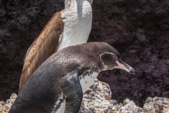 Fou à  pieds bleus (Sula nebouxii) - îles Galapagos