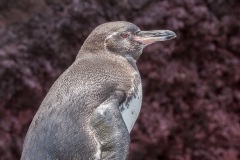 Manchot des Galapagos (Spheniscus mendiculus)