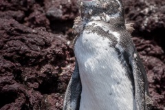 Manchot des Galapagos (Spheniscus mendiculus)