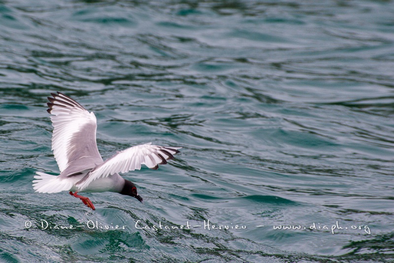 Mouette à  queue d'aronde (Larus furcatus)