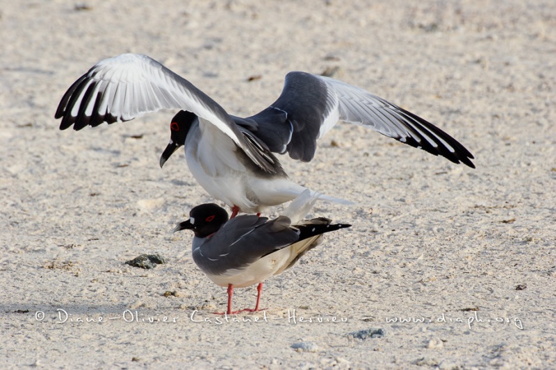 Mouette à  queue d'aronde (Larus furcatus)