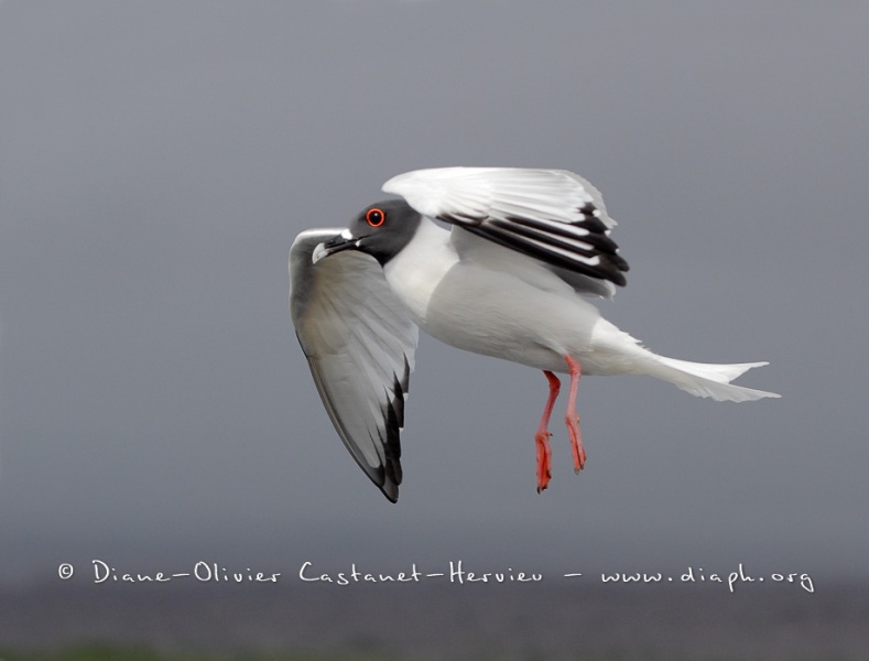 Mouette à  queue d'aronde (Larus furcatus)