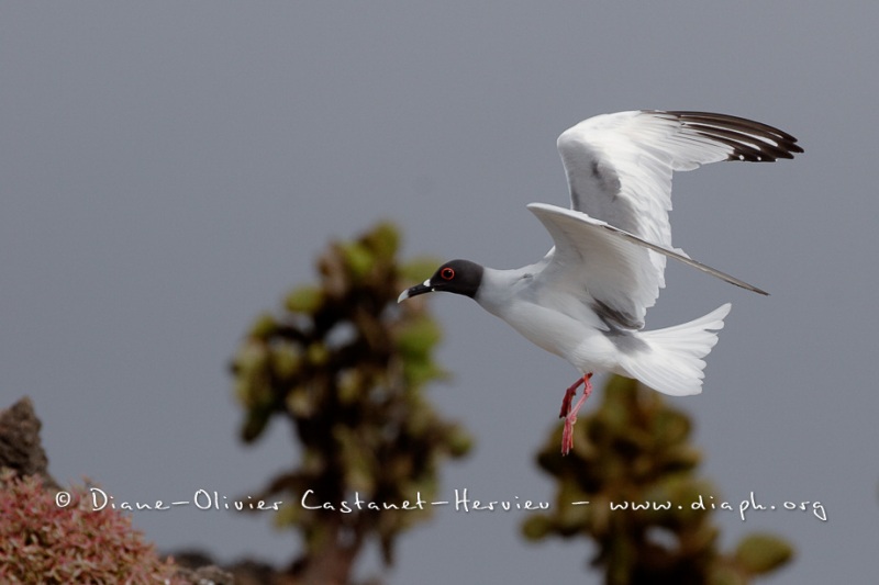 Mouette à  queue d'aronde (Larus furcatus)