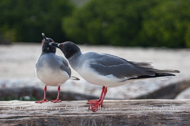 Mouette à  queue d'aronde (Larus furcatus) - île de Génovesa - Galapagos