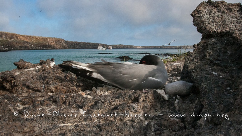 Mouette à  queue d'aronde (Larus furcatus) - île de Génovesa - Galapagos