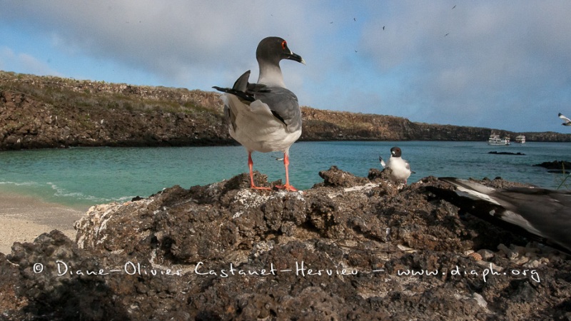 Mouette à  queue d'aronde (Larus furcatus) - île de Génovesa - Galapagos