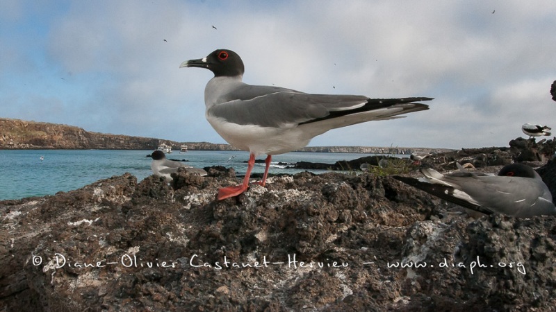 Mouette à  queue d'aronde (Larus furcatus) - île de Génovesa - Galapagos