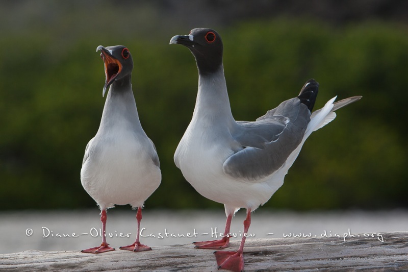 Mouette à  queue d'aronde (Larus furcatus) - île de Génovesa - Galapagos