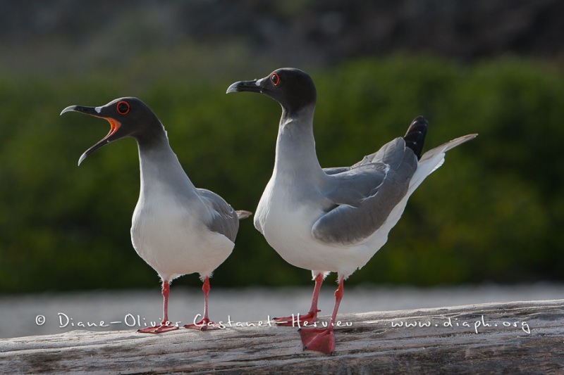 Mouette à  queue d'aronde (Larus furcatus) - île de Génovesa - Galapagos