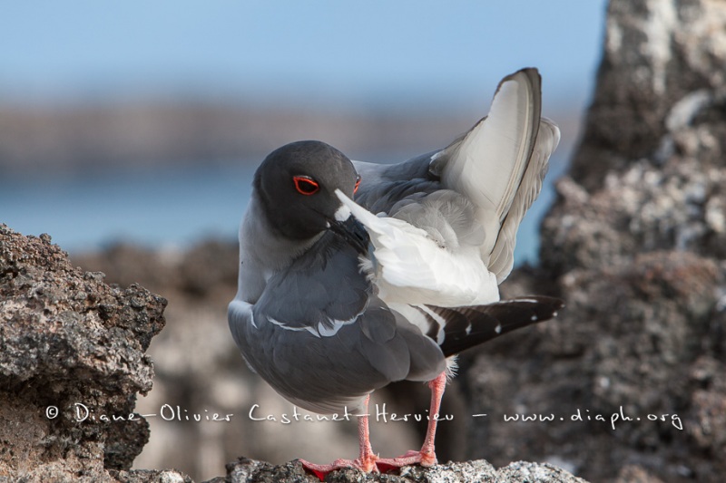 Mouette à  queue d'aronde (Larus furcatus) - île de Génovesa - Galapagos