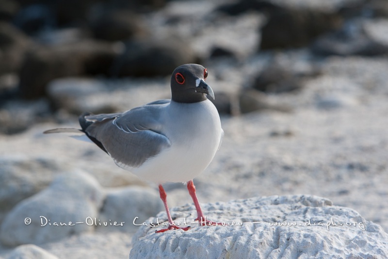 Mouette à  queue d'aronde (Larus furcatus) - île de Génovesa - Galapagos