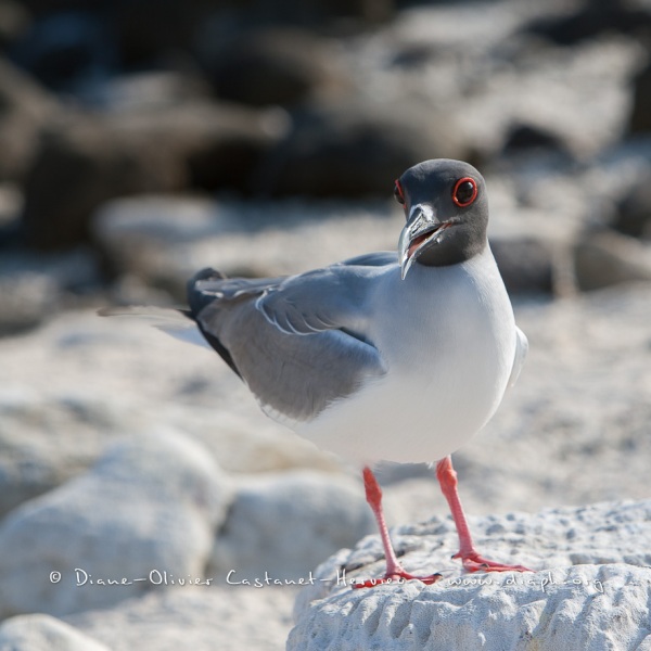 Mouette à  queue d'aronde (Larus furcatus) - île de Génovesa - Galapagos