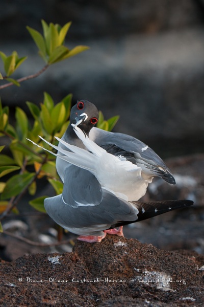 Mouette à  queue d'aronde (Larus furcatus) - île de Génovesa - Galapagos