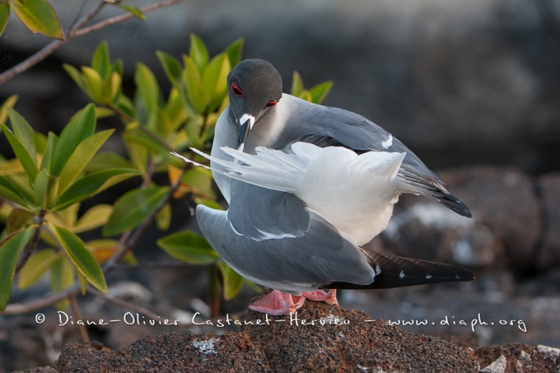 Mouette à  queue d'aronde (Larus furcatus) - île de Génovesa - Galapagos