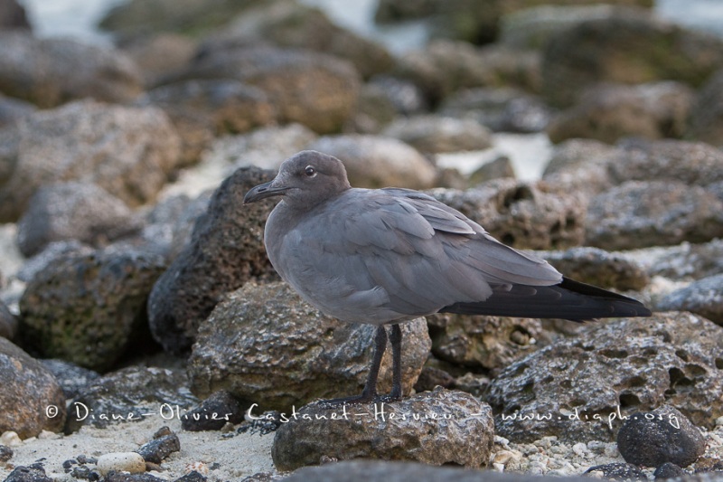 Mouette des laves (Larus fuliginosus) - îles Galapagos