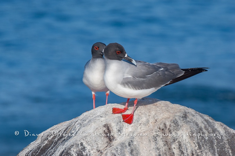 Mouette à  queue d'aronde (Larus furcatus) - île de Génovesa - Galapagos