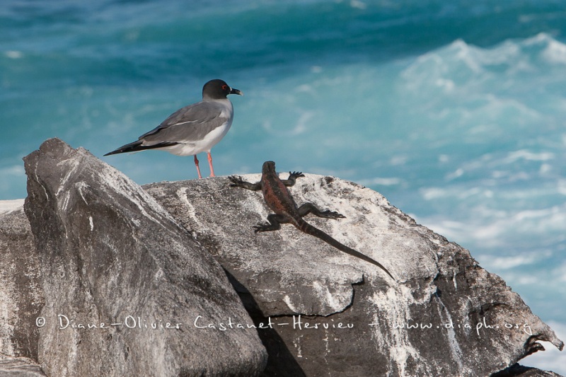 Mouette à  queue d'aronde (Larus furcatus) - île de Génovesa - Galapagos