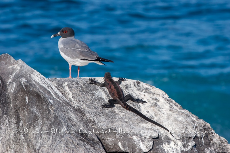 Mouette à  queue d'aronde (Larus furcatus) - île de Génovesa - Galapagos