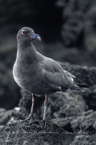 Mouette des laves (Larus fuliginosus)