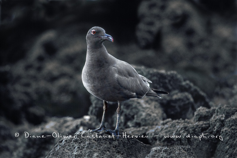 Mouette des laves (Larus fuliginosus)