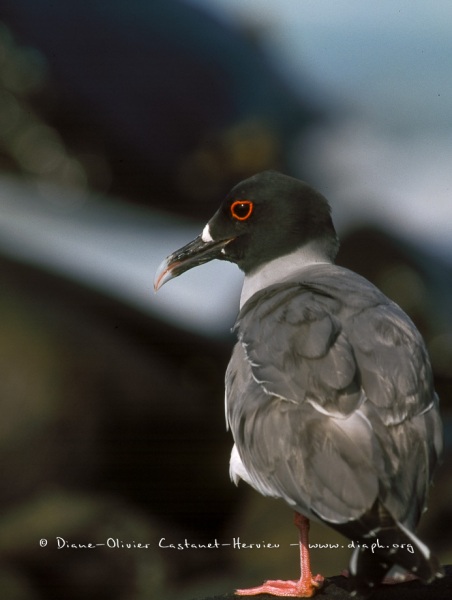 Mouette à  queue d'aronde (Larus furcatus)