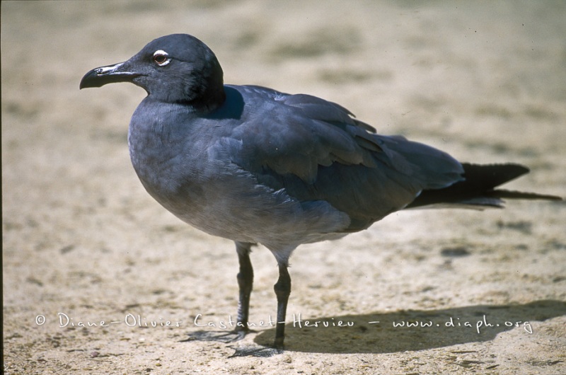 Mouette des laves (Larus fuliginosus)