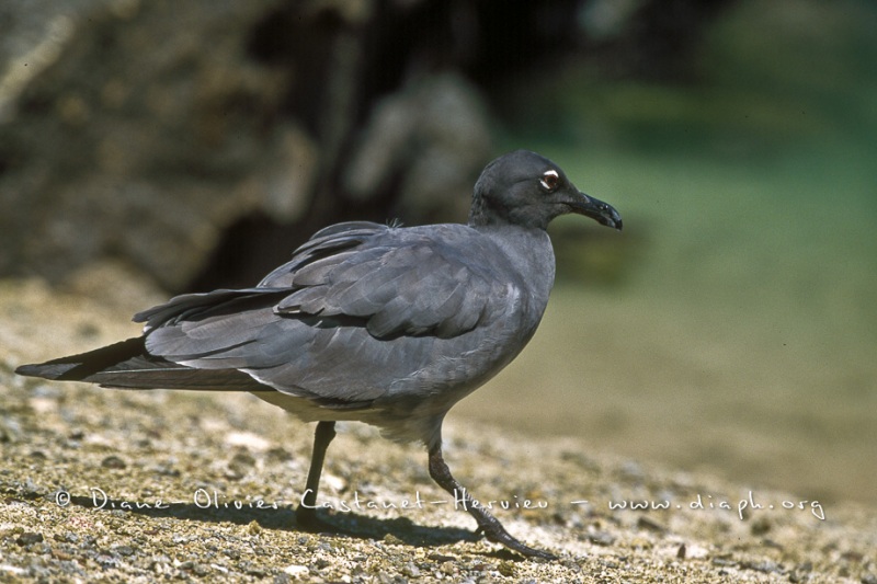 Mouette des laves (Larus fuliginosus)