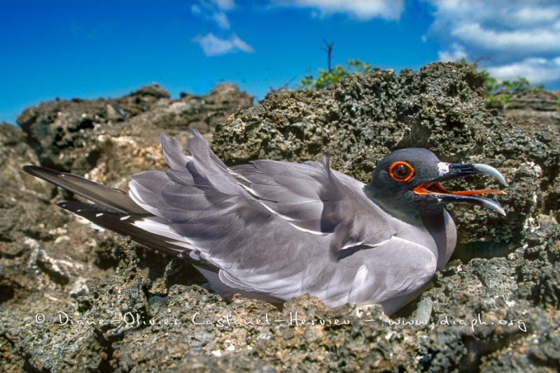 mouettes_Albatros_066__Castanet-Hervieu-hautes-def-JPG-mouettes-queue-Ar-4-CORIGEE-RECADREE-copie