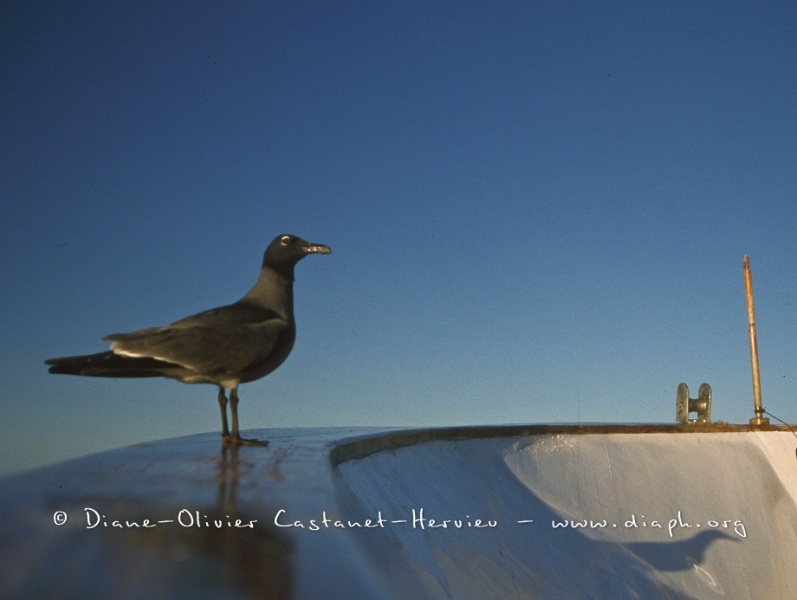 Mouette des laves (Larus fuliginosus)