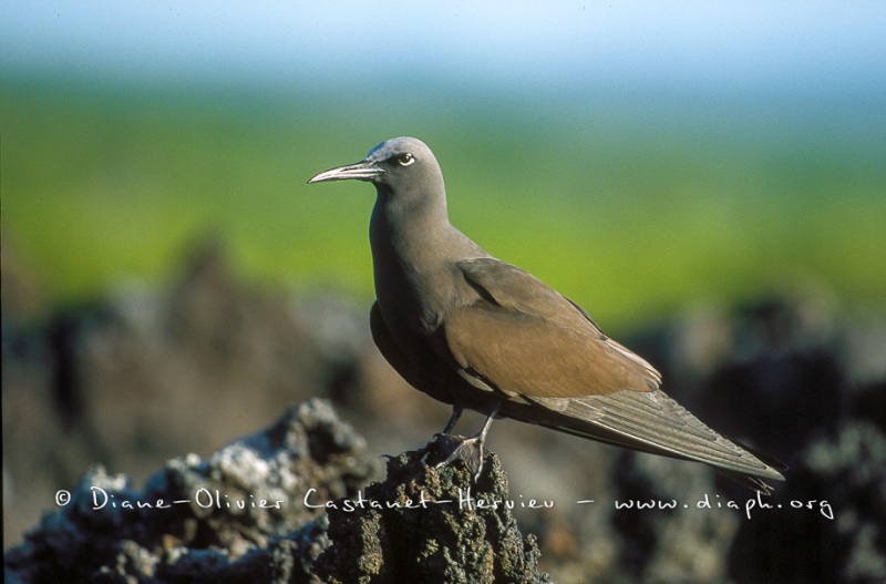 mouettes_Albatros_069__Castanet-Hervieu-hautes-def-JPG-mouette-QA-et-noddi-4