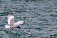 Mouette à  queue d'aronde (Larus furcatus)