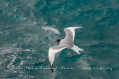 Mouette à  queue d'aronde (Larus furcatus)