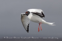 Mouette à  queue d'aronde (Larus furcatus)