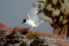 Mouette à  queue d'aronde (Larus furcatus)