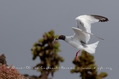 Mouette à  queue d'aronde (Larus furcatus)