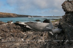 Mouette à  queue d'aronde (Larus furcatus) - île de Génovesa - Galapagos