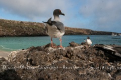 Mouette à  queue d'aronde (Larus furcatus) - île de Génovesa - Galapagos