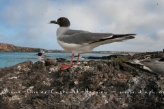 Mouette à  queue d'aronde (Larus furcatus) - île de Génovesa - Galapagos