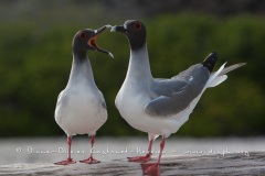 Mouette à  queue d'aronde (Larus furcatus) - île de Génovesa - Galapagos