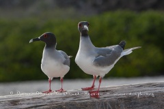 Mouette à  queue d'aronde (Larus furcatus) - île de Génovesa - Galapagos