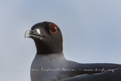 Mouette à  queue d'aronde (Larus furcatus) - île de Génovesa - Galapagos