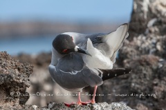 Mouette à  queue d'aronde (Larus furcatus) - île de Génovesa - Galapagos