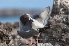 Mouette à  queue d'aronde (Larus furcatus) - île de Génovesa - Galapagos