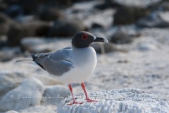 Mouette à  queue d'aronde (Larus furcatus) - île de Génovesa - Galapagos