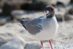 Mouette à  queue d'aronde (Larus furcatus) - île de Génovesa - Galapagos