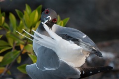 Mouette à  queue d'aronde (Larus furcatus) - île de Génovesa - Galapagos