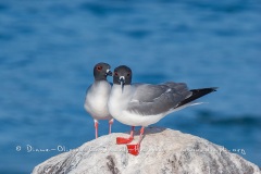 Mouette à  queue d'aronde (Larus furcatus) - île de Génovesa - Galapagos