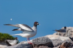 Mouette à  queue d'aronde (Larus furcatus) - île de Génovesa - Galapagos