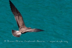 Mouette des laves (Larus fuliginosus) - îles Galapagos