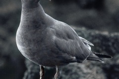 Mouette des laves (Larus fuliginosus)